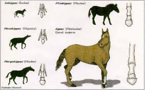 L’evoluzione del Cavallo