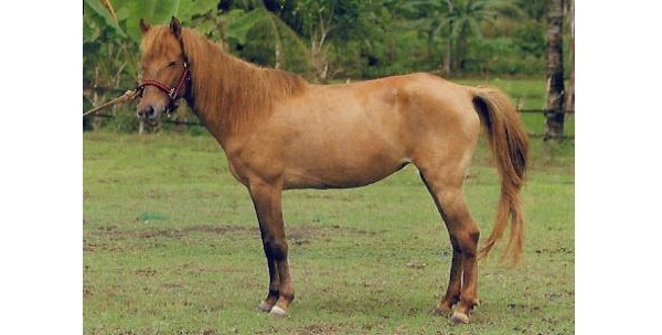 Razza Batak Pony