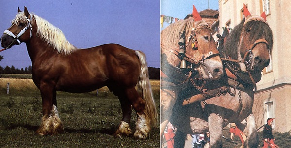 Cavallo Renano
