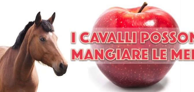 I cavalli possono mangiare le mele?