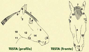Anatomia del cavallo