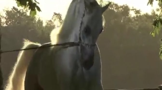 VIDEO STALLONI PIÙ BELLI AL MONDO: Superb Arabian horses Tribute Never before