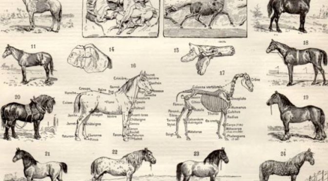 Il DNA dei cavalli? lo abbiamo impoverito noi