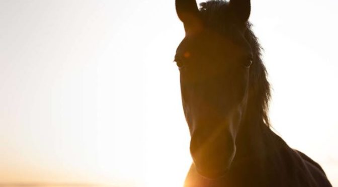 Benessere cavalli Germania: “taglio vibrisse vietato”…dal 1998