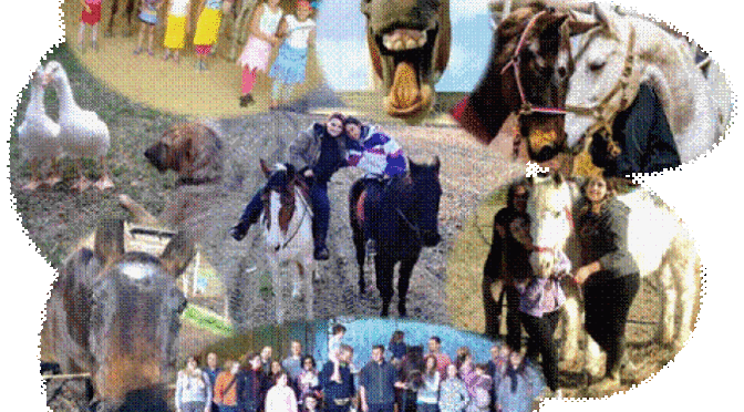 Equi-v-oco: un progetto di solidarietà tra umani, cavalli e oche