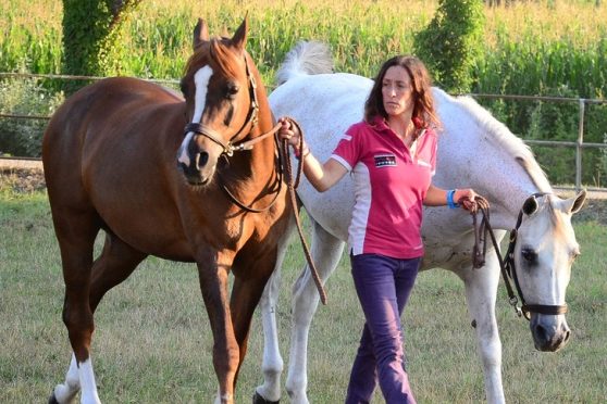 Villanterio, la clinica  dei cavalli vittime di maltrattamenti