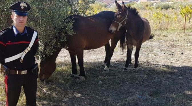 Cavalli maltrattati in azienda a Blufi: denunciati i due titolari