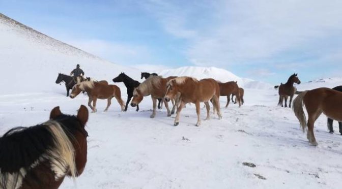 I cavalli del Sibillini Ranch sono scesi a Norcia